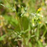 Groundsel